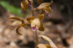 Spiked crested coralroot